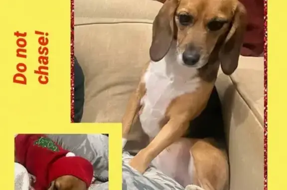 Missing Beagle: Nugget in Red Sweater