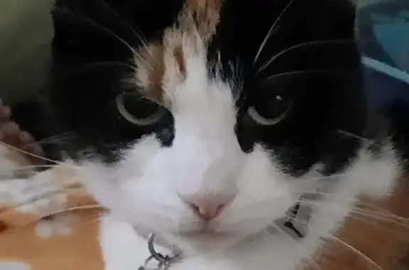 Missing Calico Cat: Flax-Lily Lane