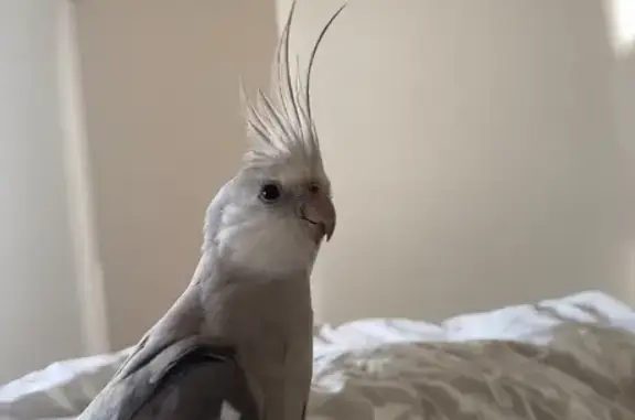 Friendly Grey Cockatiel Lost - Gold Coast