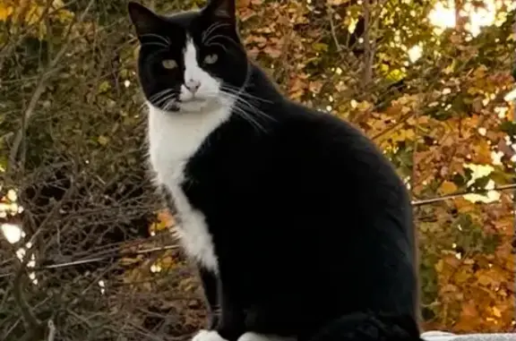 Help Find Socks: Lost Feral Cat in Scranton