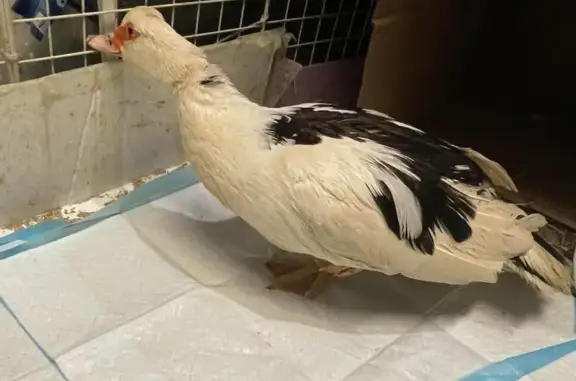 Help Find Fiona: Missing Muscovy Duck