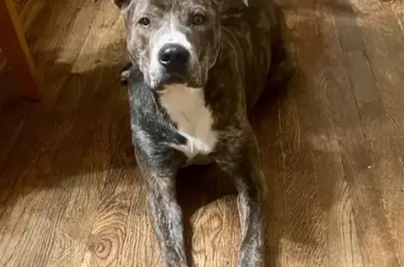 Sweet Brindle Pitty Found on W 38th St