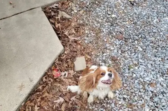 Found: Friendly Dogs on West Rosebud Rd