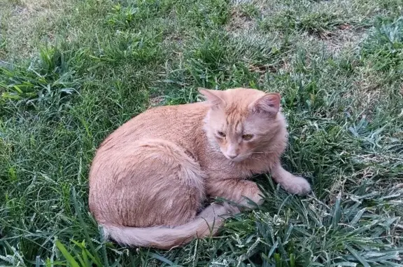 Missing Cat: Fluffy, Orange & White, Las Vegas