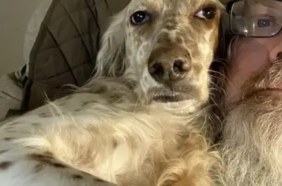 Missing English Setter in Waterloo