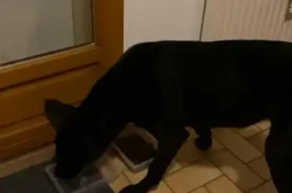 Animaux trouvés , photo: Chienne trouvée docile à Villers-Saint-Genest