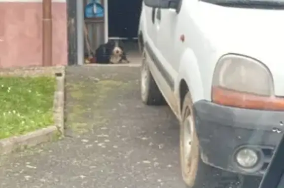 Animaux trouvés , photo: Chien errant noir/gris/brun à Volksberg