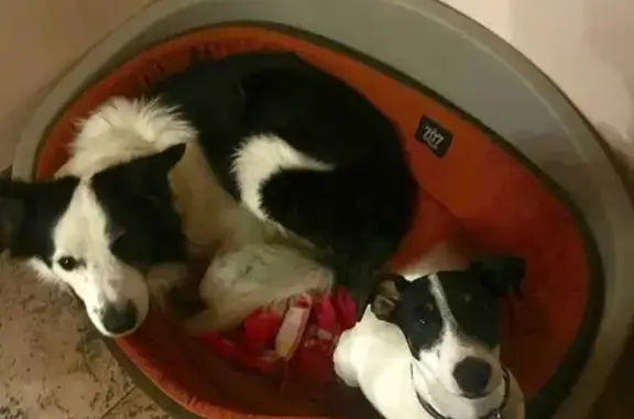 Chien perdu Bidache, photo : Chiens perdus à Bidache, aide recherchée