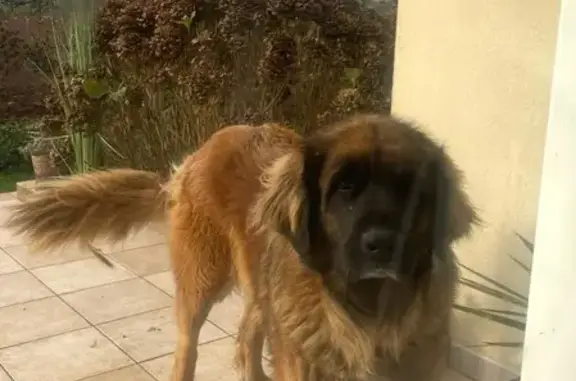 Chien perdu Plouguin, photo : Chien Leonberg perdu à Plouguin