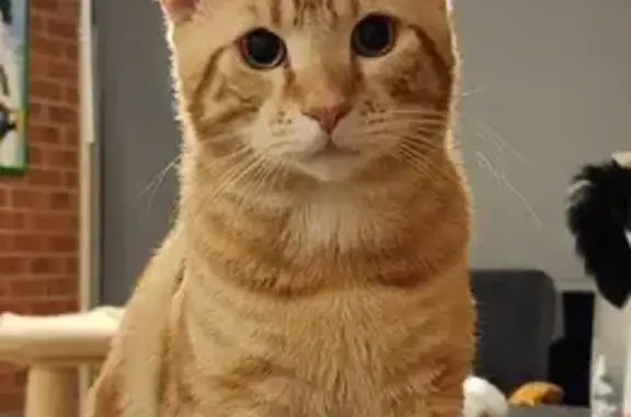 Missing Ginger Cat: 10-Month-Old, 5.6kg