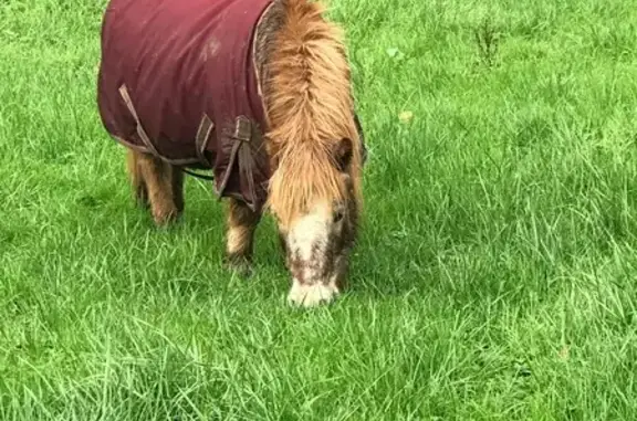 Poney shetland alezan perdu au Boisle - photo
