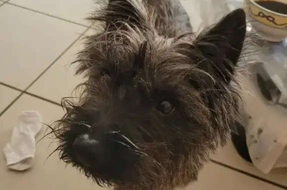 Chien perdu Royat, photo : Chien perdu, Chemin de la Gargouillère