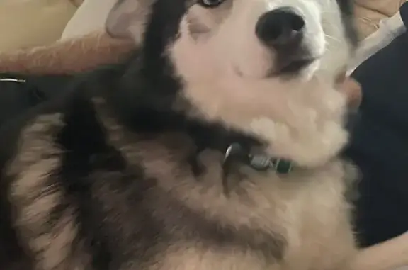 Animaux perdus Réhon, photo: Chienne Pomsky 3 ans perdue à Réhon