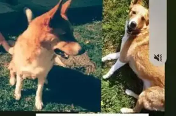 Chien perdu Montaut, photo : Chienne moyenne disparue, Thalya, Montaut