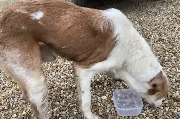 Animaux trouvés , photo: Chien blanc/marron trouvé à Villemurlin