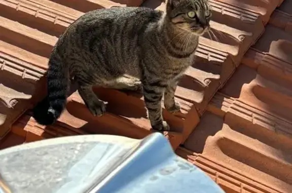 Chat errant rue Victor Hugo, Le Cannet - photo
