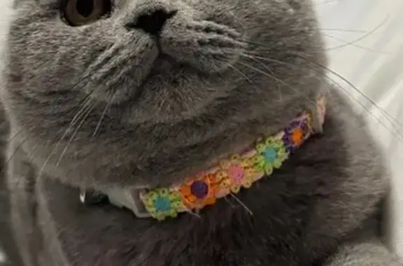 ¡Ayuda! Gata Scottish Fold perdida en Madrid