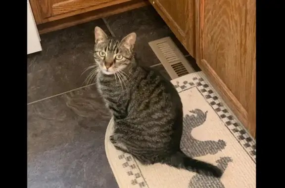 Missing: Max the Half-Tailed Tabby