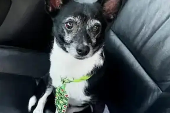 Lost: Sweet Black Chihuahua Mix in Lee's Summit