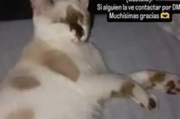 ¡Ayuda! Gata Perdida en Castalla