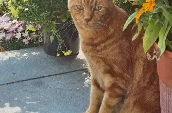 Lost Orange Cat on Clay Pitts Road