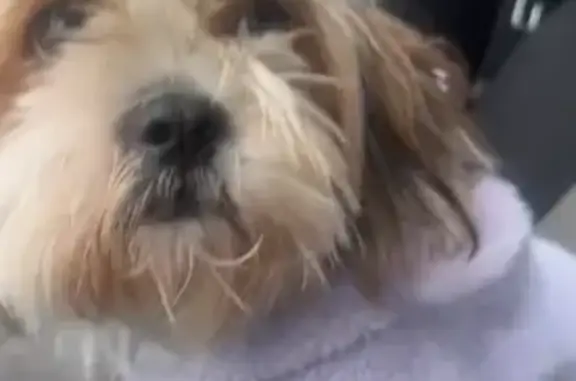 Lost Shih Tzu: 57th & Chestnut, Philly