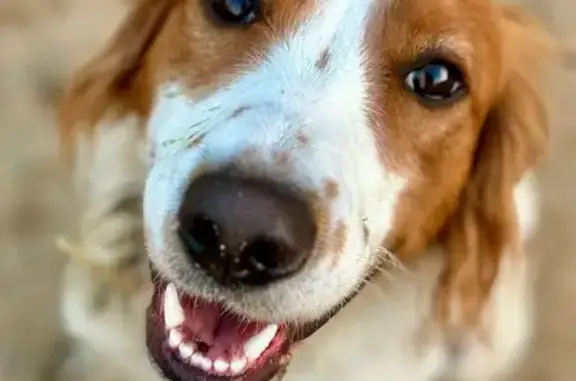 Chien perdu Ajaccio, photo : Chien perdu: Luna, croisée épagneul-setter