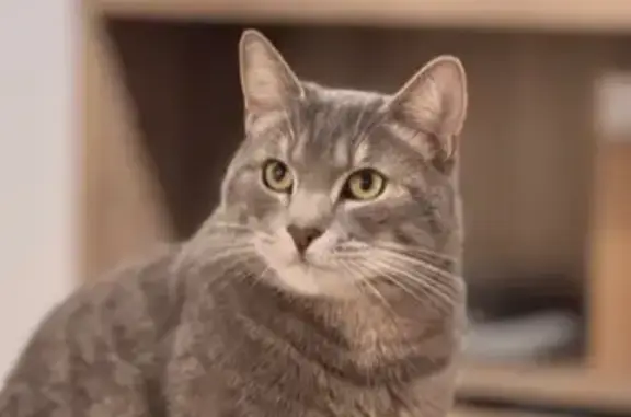Animaux perdus Rozay-en-Brie, photo: Chat gris 3 ans perdu à Rozay-en-Brie