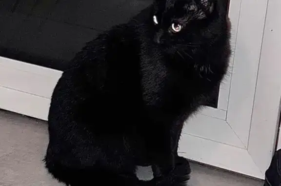 Chat noir trouvé, jeune et câlin, Messein - photo