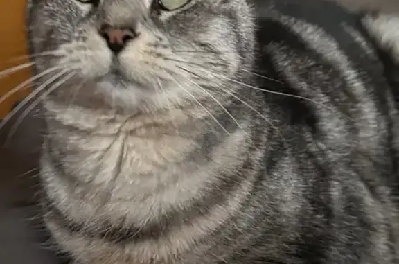 Animaux trouvés Toulouse, photo: Chatte grise tatouée trouvée à Toulouse