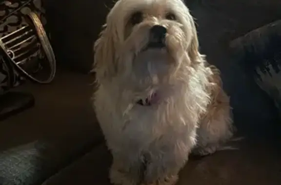 Lost Havanese-Shih Tzu in Indy!