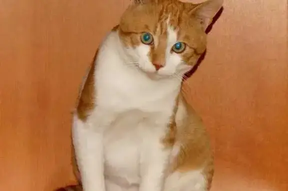 Animaux perdus Coquelles, photo: Chat roux/blanc perdu à Coquelles