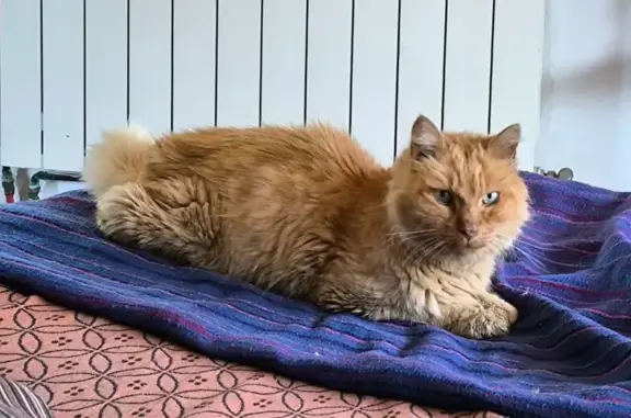 Chat trouvé Muret, photo: Chat roux trouvé, non pucé, chemin Maymie