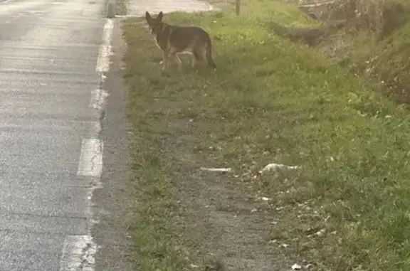 Chien marron errant rue de Fougeras - photo