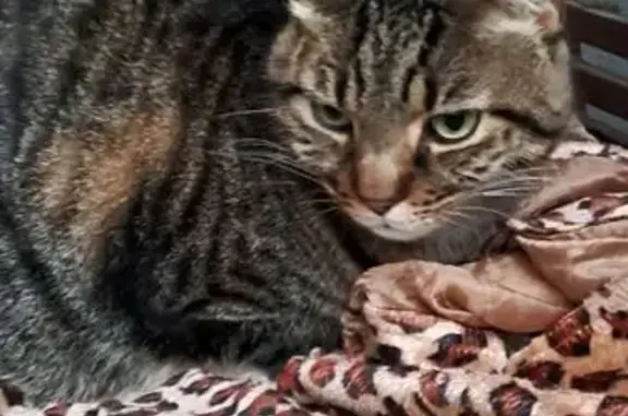 Chat trouvé Décines-Charpieu, photo: Chat tigré gris trouvé à Décines-Charpieu