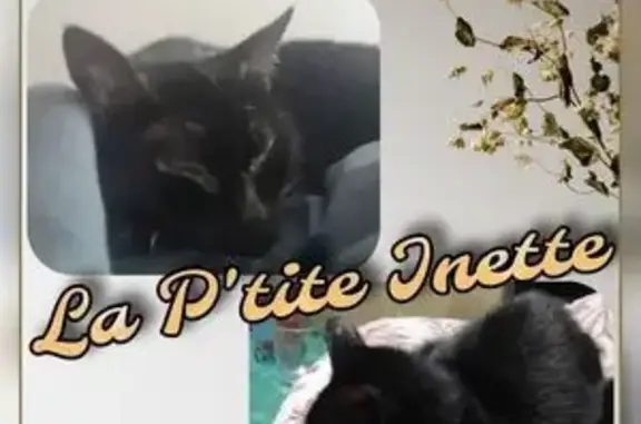 Chat noir disparu, 14 ans, Fougères - photo