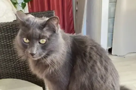 Animaux perdus Anglet, photo: Chat gris foncé perdu à Anglet