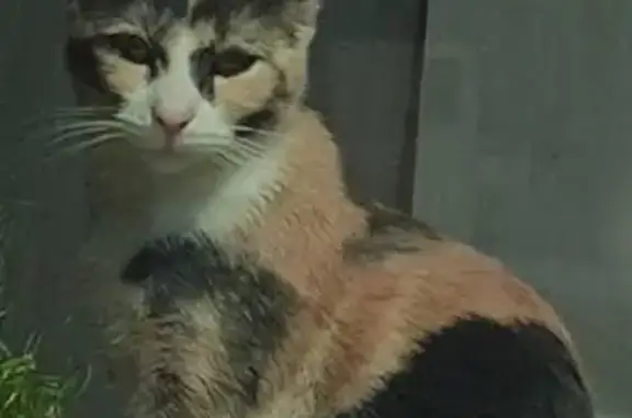 Animaux perdus Thionville, photo: Chat perdu, Rue du Ruisseau, Thionville