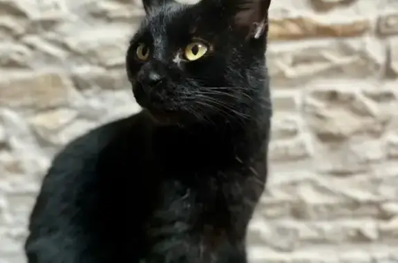 Animaux perdus Aiffres, photo: Chat noir 10 ans perdu à Aiffres
