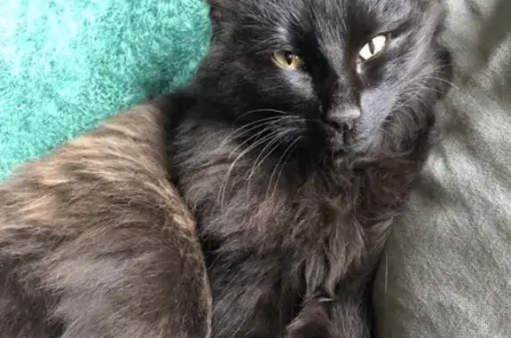 Animaux trouvés Bourgogne-Franche-Comté, photo: Chat errant trouvé à Bussières