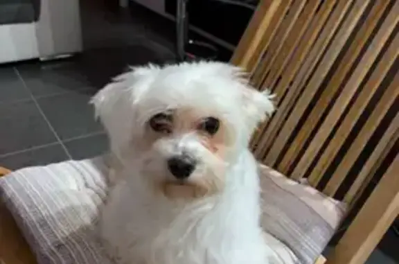 Betsy, bichon maltais perdu à Cuvat - photo