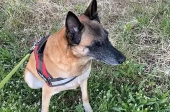 Chien perdu Le Lavandou, photo : Chien beige perdu, collier vert, Le Lavandou
