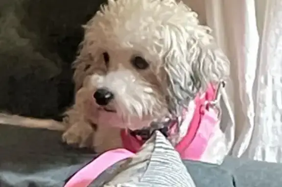 Lost: 9lb White Havanese in Pink Harness