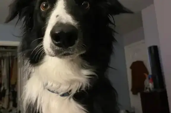 Missing Border Collie: Jordanna Rd, GJ