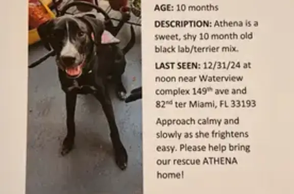 Lost Dog in Florida: Help Us Find!