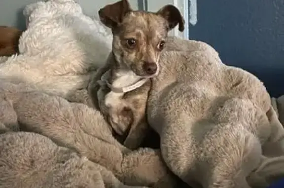 Lost Skittish Chihuahua in Rosamond, CA