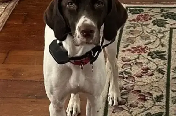 Lost English Pointer Near Peaslee WMA