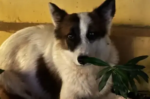 Border Collie Encontrado en Cancún, Urge Dueño