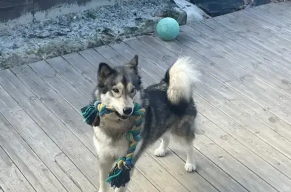 Chien perdu Les Houches, photo : Chien perdu : Tala malamute, Les Houches