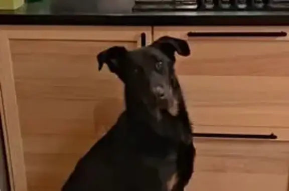 Animaux perdus , photo: Chien Beauceron noir et feu perdu à Villarodin
